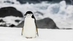 Ez a cuki pingvin naponta több mint tízezerszer alszik