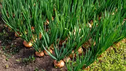 Legkorábbi zöldségek a fóliasátrakban - A zöldhagyma hajtatása (1.)