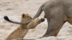 Jubileum: az elmúlt 10 év legviccesebb természetfotói