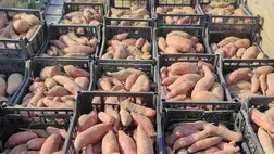 A batáta az egyik legjelentősebb élőmunkaráfordítást igénylő kultúra. Fotó: Nagy Csaba