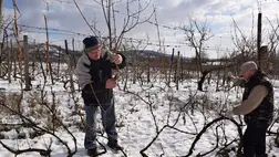 Klímaváltozás idején mikor metsszük a szőlőt?