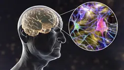 Újabb drámai felfedezés: nagy veszélyt jelenthetnek az étkezési zsírok