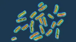 Gyilkos baktériumok jöhetnek, itt az előrejelzés 