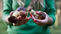 Milyen betegségekre lehetnek jók a gyógygombák?