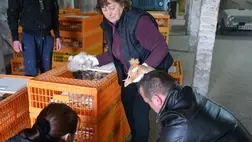 A kárpátaljai nagycsaládosok ismét előnevelt csibékhez jutnak. Fotó: Kárpátinfo/Kovács Elemér