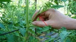 A hajtatási paradicsom ápolása