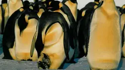 Komoly veszély fenyegeti a Föld legnagyobb pingvineit 