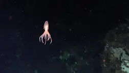 Eddig ismeretlen mélytengeri fajokat fedeztek fel a tudósok