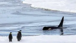 Még nem késő megmenteni a nyugat-antarktiszi jégtakarót 