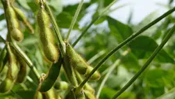 A szója termesztése