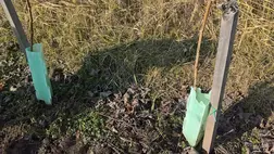 Szőlő ültetése, pótlása a tavaszi időszakban