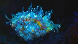 Kiderítették, mik lehettek az első világító élőlények 