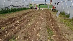 Újburgonya: jön a szabadföldi - Csökkenő termőterület. Fotó: Kárpátinfo/Kovács Elemér