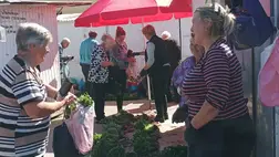 Elmúltak a fagyosszentek: tessék palántázni! - A kínálat bőséges. 