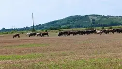 Megtörtént a kihajtás, legel a csorda - Csökkenő háztáji tehénállomány. Fotó: Kárpátinfo/Kovács Elemér