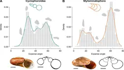 A szárazföldi csigák ismerik a gazdaságos házépítés titkát 