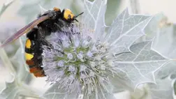 Ne féljünk a tőrösdarazsaktól, nem bántják az embert 