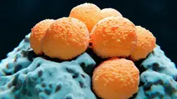 Földre esett étel - mi az igazság az öt másodperces szabályról? 