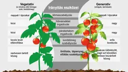 Egyensúlyozás a paradicsomtermesztésben - Termést is neveljünk, ne csak lombot!