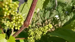 A virágzást megelőző munkák a szőlőben