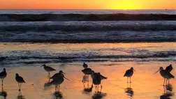 Peru újabb tengeri természetvédelmi területet létesít 