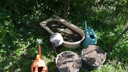 Tápoldatozás baromfitrágyával - Saját kútfőből. Fotó: Kárpátinfo/Kovács Elemér