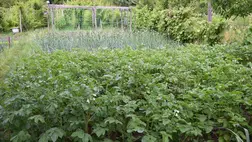 Meteorológia 2024: május - Kaptunk elég aranyat érő esőt. Fotó: Kárpátinfo/Kovács Elemér