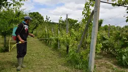 Gombás betegségek elleni védekezés júniusban - Frontális letámadás