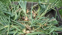 A vöröshagyma betakarítása - Hol vágjuk le a gumók szárát? Fotó: Kárpátinfo/Kovács Elemér