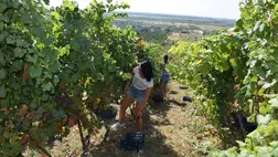 Szőlőtermesztés 2024 – Kihívások és válaszok - Előtérben az okszerű növényvédelem. Fotó: Kárpátinfó/ Kovács Elemér