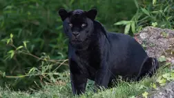 Fekete párduc ( Illusztráció )