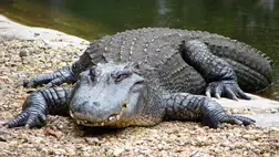 Krokodil ( Illusztráció )