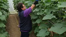 Őszi forduló: zöldségdömping várható? - Jó évjáratban reménykednek a fóliázók. Fotó: Kárpátinfo/Kovács Elemér