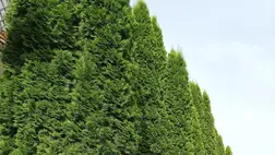 Rendszeres öntözés nélkül nem megy - Barna foltok a tuján. Mi lehet az oka?