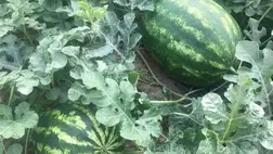 Végéhez közeledik a dinnyeszezon - Sikerek és csalódások