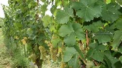 Félidejéhez érkezett a csemegeszőlő szezonja - A tavalyihoz hasonló árakat tapasztalunk. Fotó: Kárpátinfo/Kovács Elemér