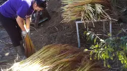 Befejezéshez közeledik a cirok betakarítása - Nagyobb haszonban reménykednek a gazdák. Fotó: Kárpátinfo/Kovács Elemér