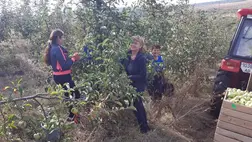 Almatermesztés 2024: az átlagosnál gyengébb hozamok - Deméék kínálatában gyümölcslé és lekvár is szerepel. Fotó: Kárpátinfó/ Kovács Elemér