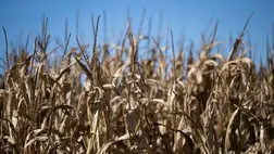 Jelentősen csökken a hőhullám miatt az ukrán kukoricatermés / Fotó: AFP