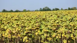 A napraforgó még tartja magát. Fotó: Kárpátinfo/Kovács Elemér