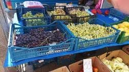 Csemegeszőlőtermesztés – 2024 - Hetekkel korábban indult a szezon. Fotó: Kárpátinfo/Kovács Elemér