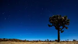 Joshua Tree Nemzeti Park (Fotó: MTI/EPA/Etienne Laurent)