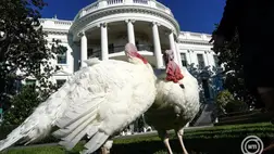 Washington, 2024. november 25. Peach és Blossom, a nemzeti hálaadásnapi pulykák a washingtoni Fehér Ház déli pázsitján a hagyományos megkegyelmezési ünnepség előtt. MTI/EPA/Abacapress pool/Yuri Gripas