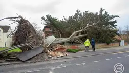 A Darragh orkán kidöntötte fa a délnyugat-angliai Burnham-on-Sea-ben 2024. december 7.én.  (Fotó: MTI/EPA/Jon Rowley)