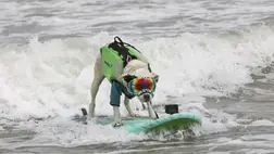 A San Diegó-i James Wall Faith névre hallgató kutyája széldeszkán egyensúlyoz a hullámokon a kaliforniai Pacificában rendezett kutyaszörf-világbajnokságon, 2024. augusztus 3-án.  (Fotó: MTI/AP/San Francisco Chronicle/Yalonda M. James)