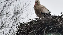 A Magyarországon áttelelő fehér gólyák nem szorulnak emberi segítségre.Fotó: MTI/Czeglédi Zsolt