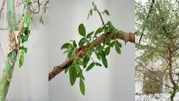 Tudósok életre keltettek egy ezer éves magot - Lehet, hogy ez a bibliai balzsam forrása 