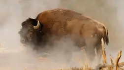 Bölény: Amerika szimbólumát egykor majdnem kiirtották 