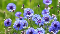 Természetes vízhajtó, csökkenti a gyulladásokat, és tele van antioxidánsokkal