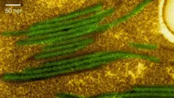 A C-vitamin a növényeknek is fontos, nem csak az embereknek 